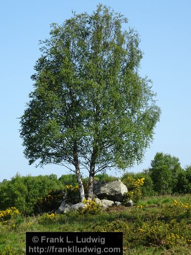 Spring in Glenfarne